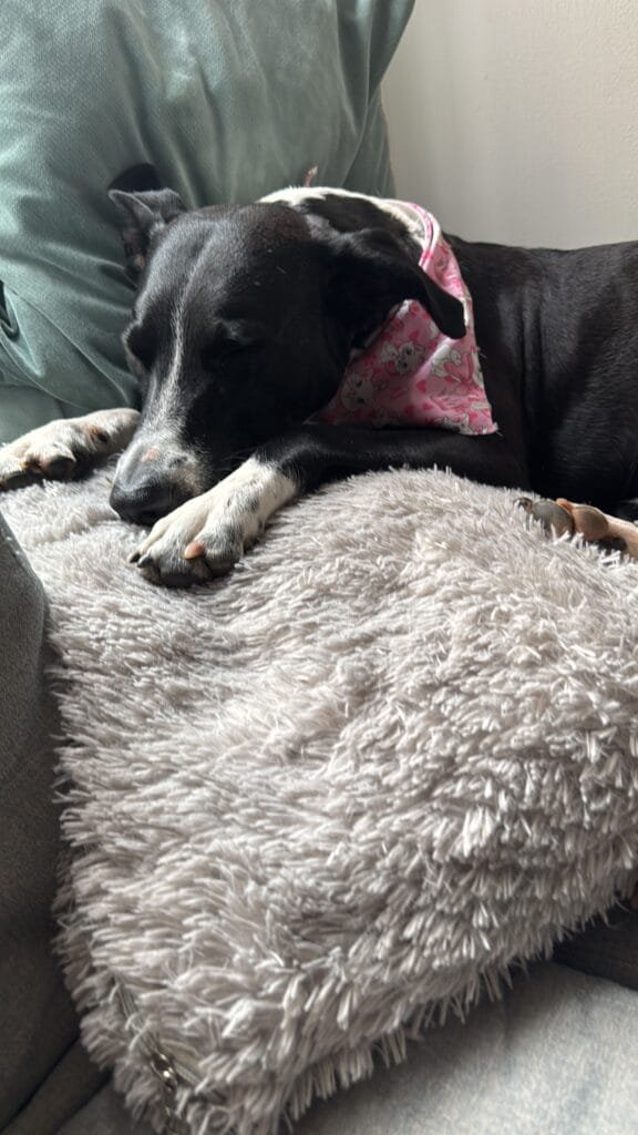 Perro negro y blanco dormido sobre un cojín peludo gris, con una pañoleta rosada al cuello