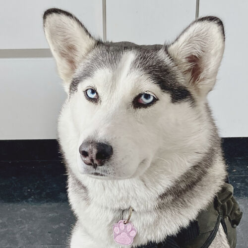 Gato en casa Colombia — cómo proteger a tu mascota con placa QR