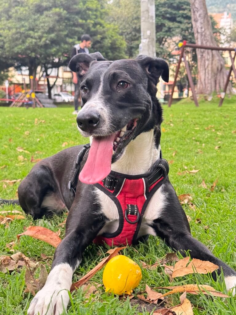 Gato con placa de identificación NexZoo en Colombia