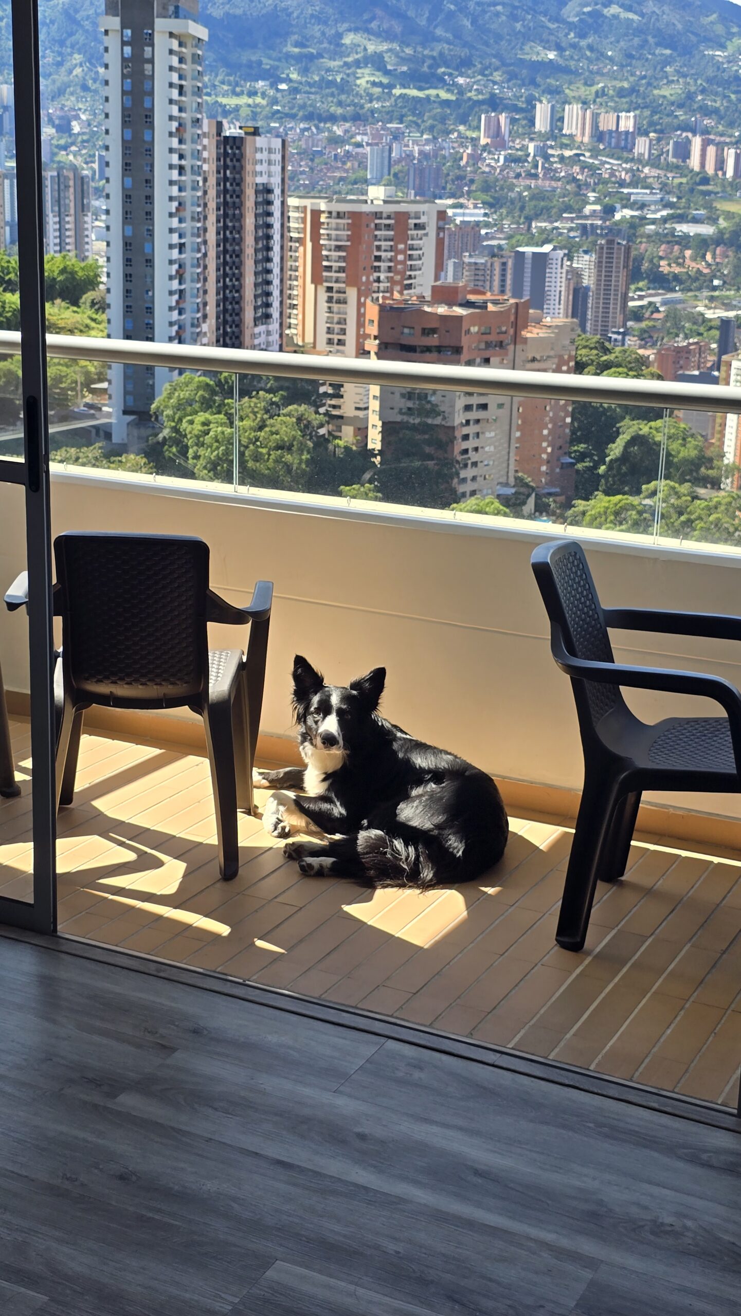 Mascota con collar y placa QR — tenencia responsable
