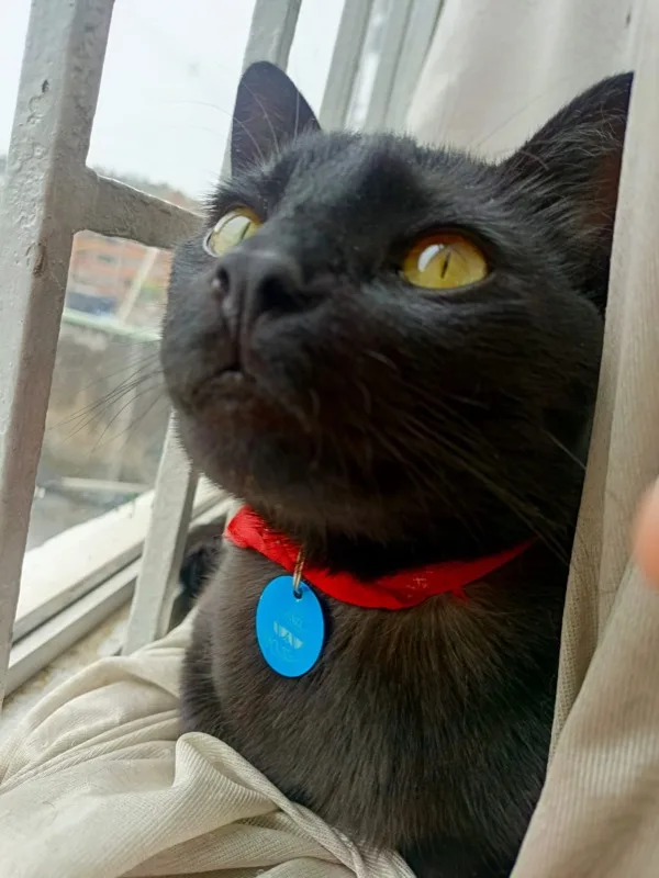 Gato negro con placa NexZoo azul en collar rojo — identificacion mascota Colombia