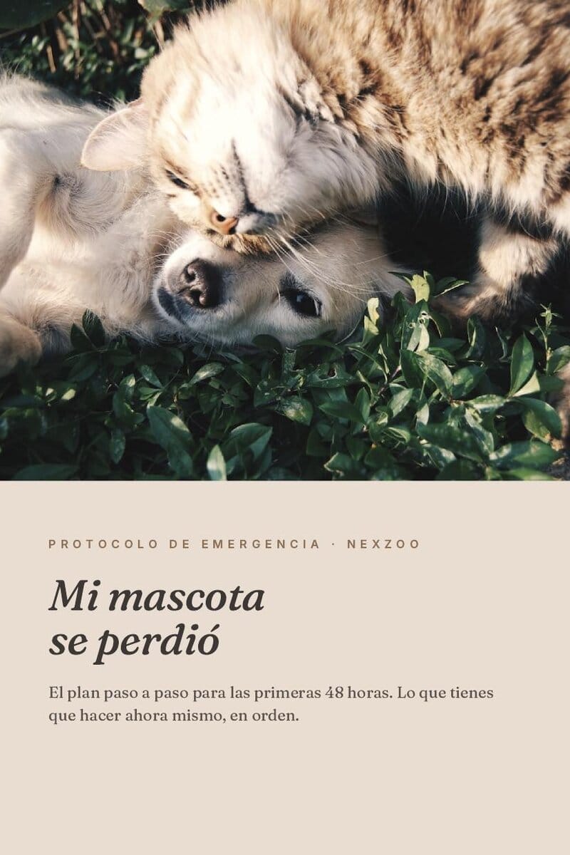 Plan de emergencia: kit imprimible si tu mascota se pierde