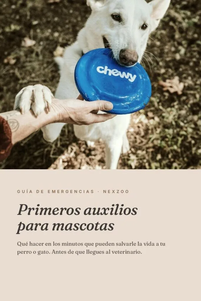 Primeros auxilios para perros y gatos — Guía rápida PDF