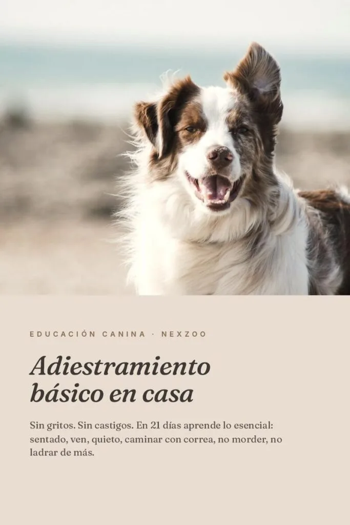 Adiestramiento básico para perros — Sin gritos, sin castigos