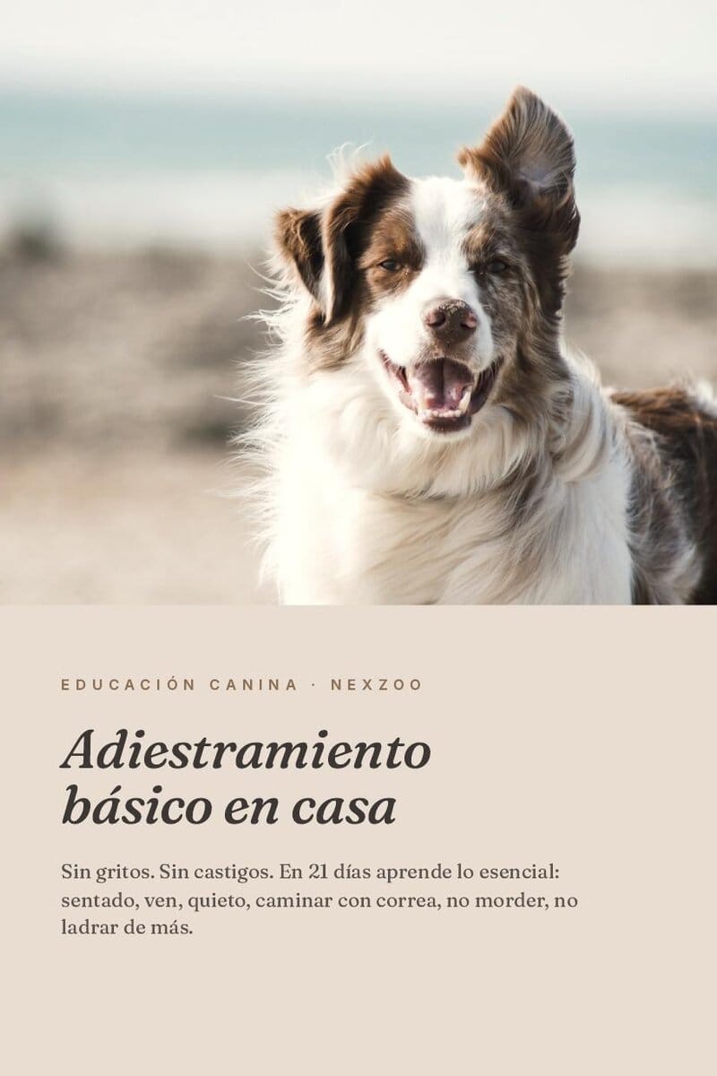 Adiestramiento básico para perros — Sin gritos, sin castigos