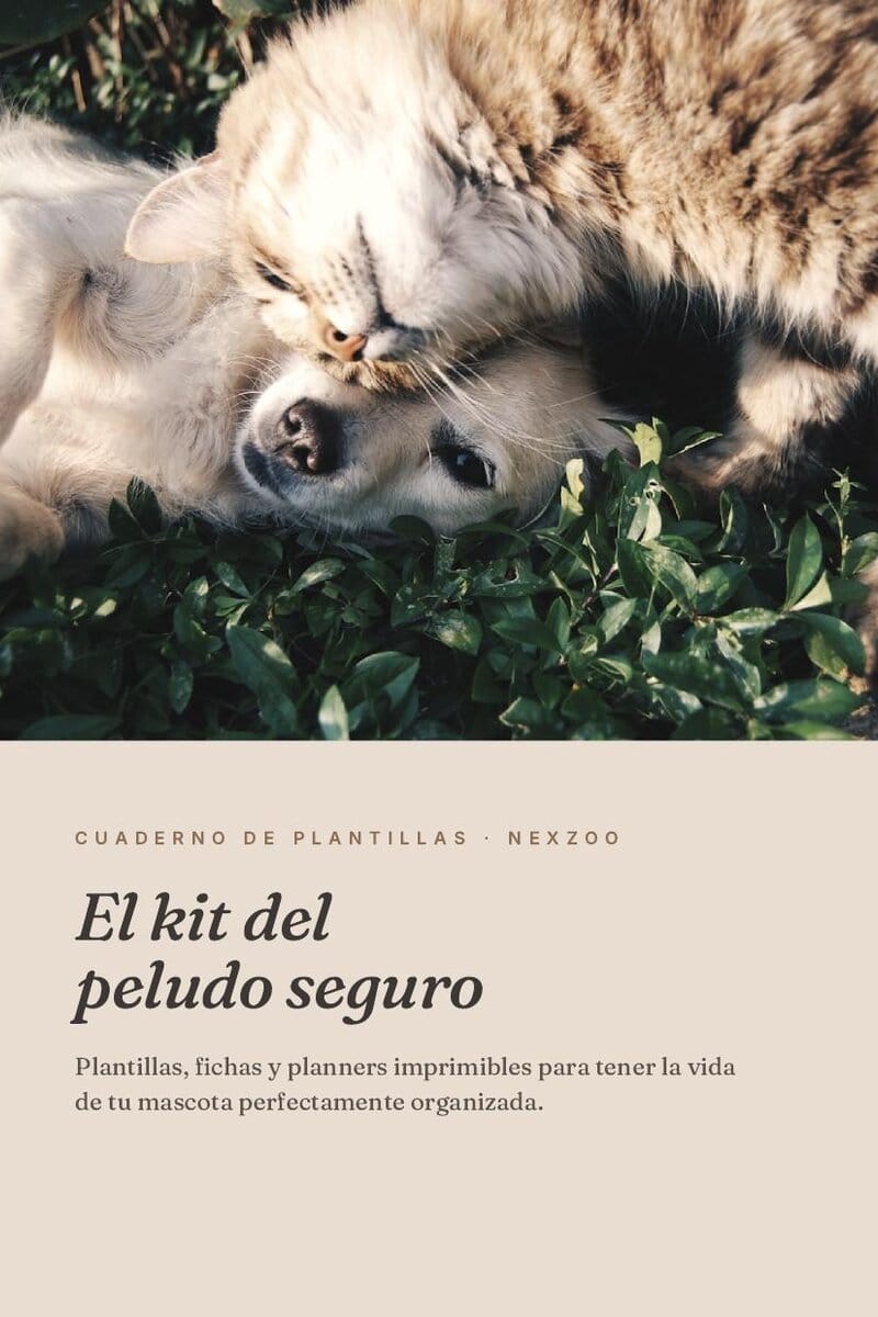 Kit esencial para una mascota segura en casa (lista PDF)