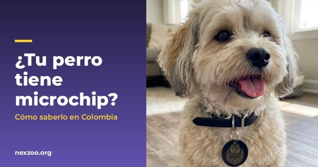 Perro con placa de identificación NexZoo en el collar