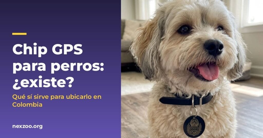 Chip GPS para perros: ¿existe? Lo que sí funciona en Colombia