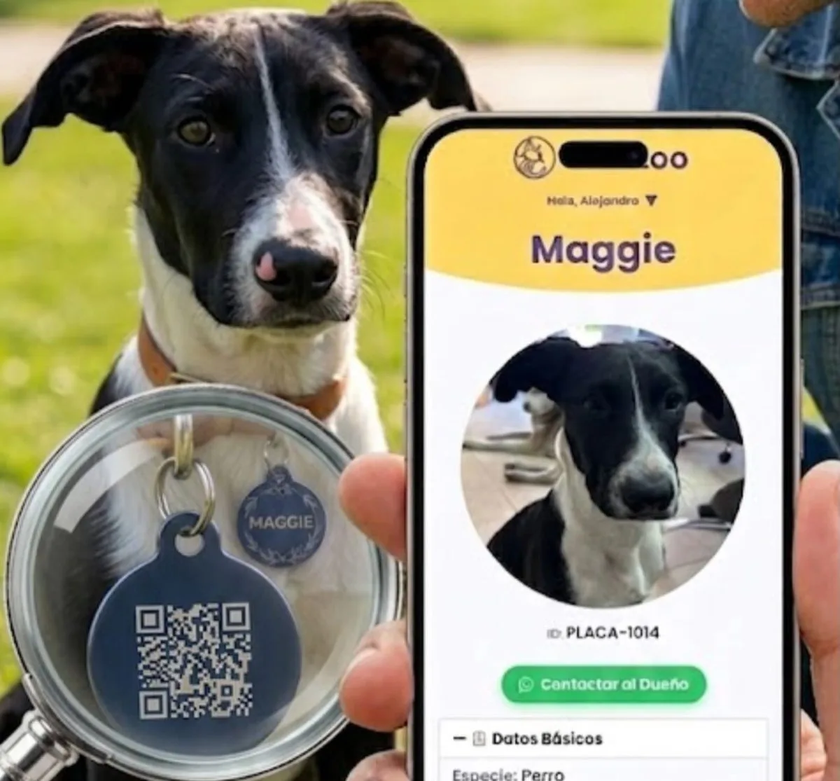Perro con placa QR NexZoo y su perfil digital abierto en un celular