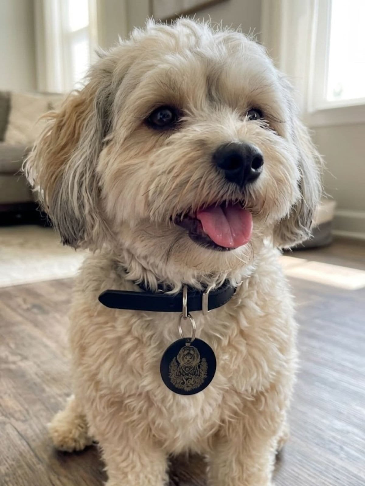 Perro con su placa QR NexZoo colgada del collar