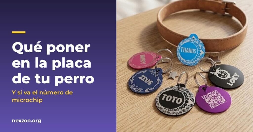 Qué poner en la placa de tu perro (y si va el número de microchip)
