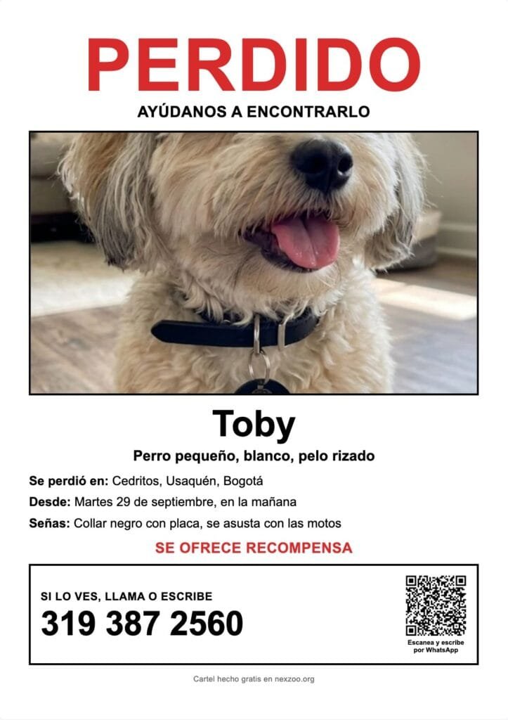 Afiche de perro perdido con recompensa, perro pequeño blanco, señas particulares y QR de WhatsApp