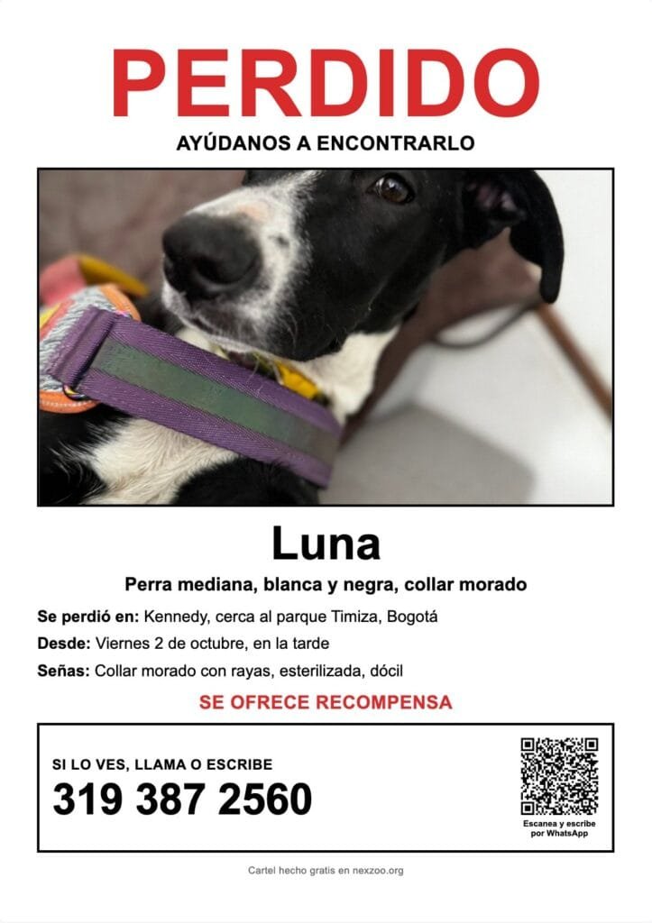Anuncio de perro perdido en Bogotá con foto de perra blanca y negra, collar morado y recompensa
