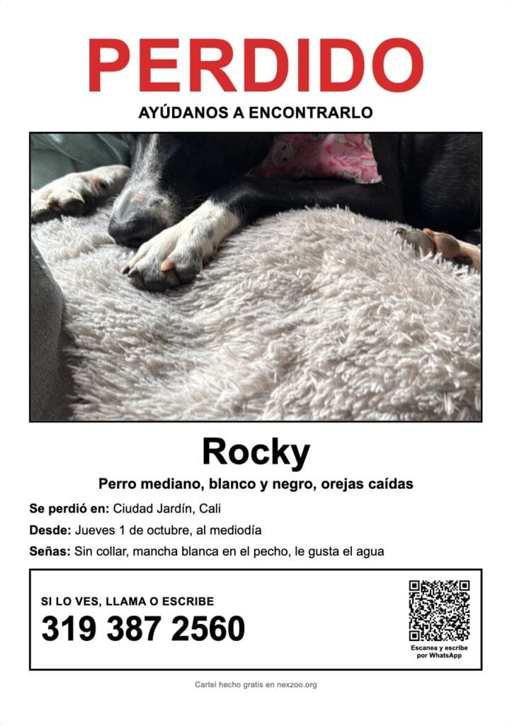 Ejemplo de cartel de perro perdido en Cali, perro mediano blanco y negro sin collar