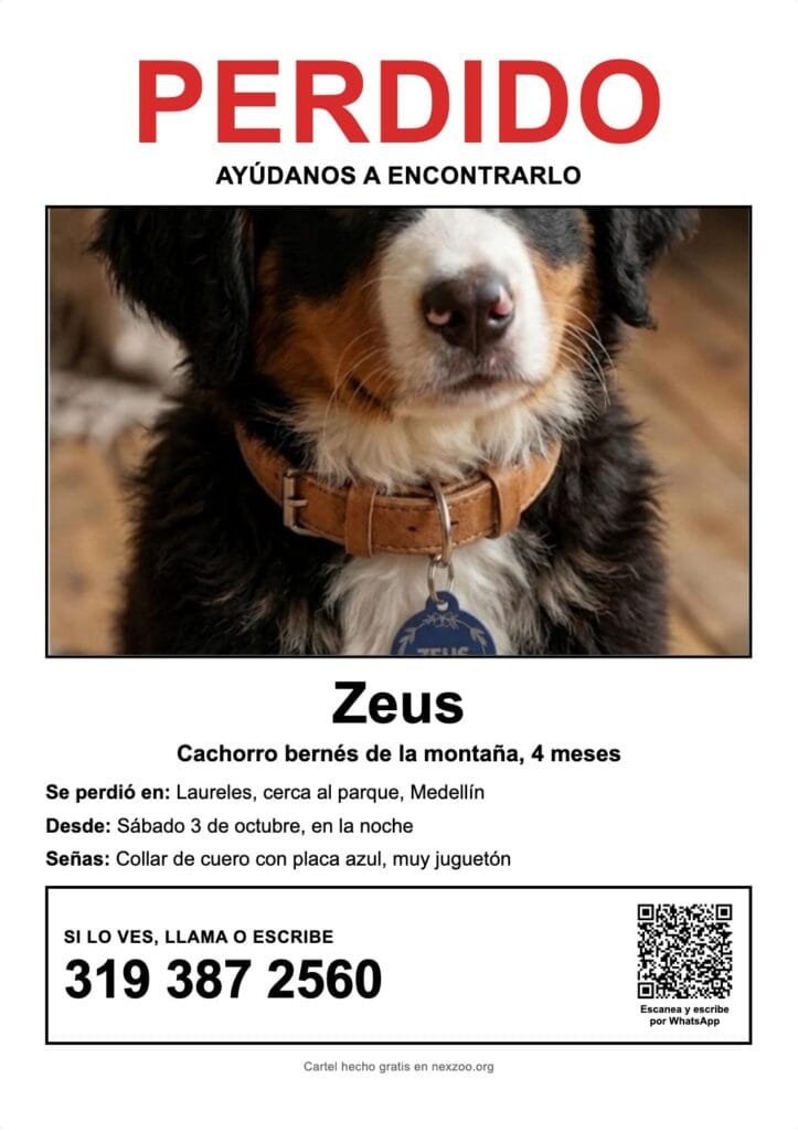 Cartel de se busca cachorro perdido, bernés de la montaña de 4 meses, con fecha y lugar